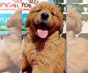 Golden Retriever Puppy for sale in SANTA ANA, CA, USA