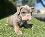 Small English Bulldog