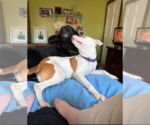 Small #21 American Staffordshire Terrier