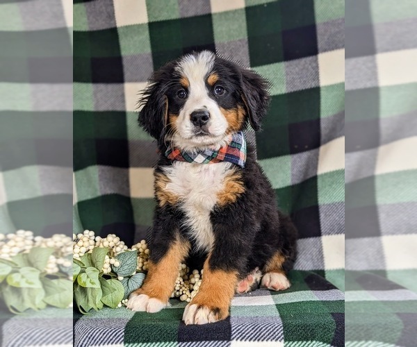 Medium Photo #2 Bernese Mountain Dog Puppy For Sale in QUARRYVILLE, PA, USA