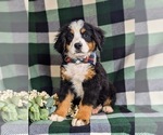 Small Photo #2 Bernese Mountain Dog Puppy For Sale in QUARRYVILLE, PA, USA