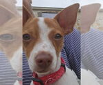 Small #2 Chihuahua