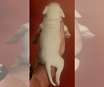 Small #4 American Bulldog