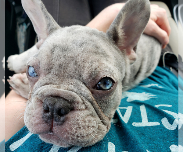 Medium Photo #4 French Bulldog Puppy For Sale in PASCO, WA, USA