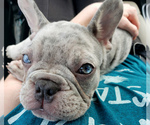 Small Photo #4 French Bulldog Puppy For Sale in PASCO, WA, USA