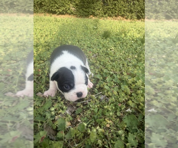 Medium Photo #6 Boston Terrier Puppy For Sale in FREDONIA, KS, USA