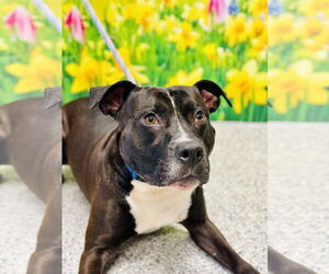American Pit Bull Terrier Dogs for adoption in Manahawkin, NJ, USA