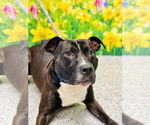 Small Photo #4  Puppy For Sale in , 