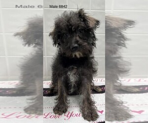 Poodle (Toy)-Schnauzer (Miniature) Mix Puppy for sale in CLARE, IL, USA