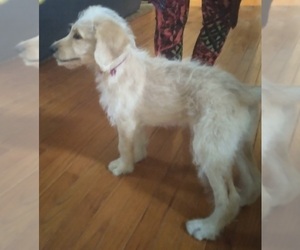 Labradoodle Puppy for sale in JEFFERSONTOWN, KY, USA