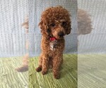 Small Photo #1 Cavapoo Puppy For Sale in MIDDLEBURY, IN, USA