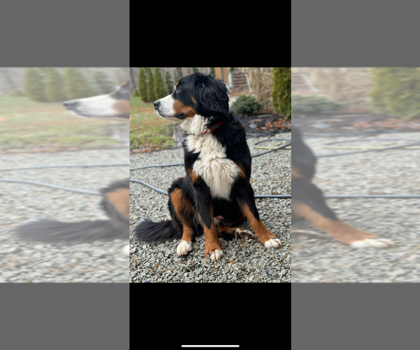 Medium Photo #2 Bernese Mountain Dog Puppy For Sale in Aurora, IN, USA