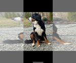 Small #1 Bernese Mountain Dog