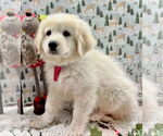 Small #4 Great Pyrenees