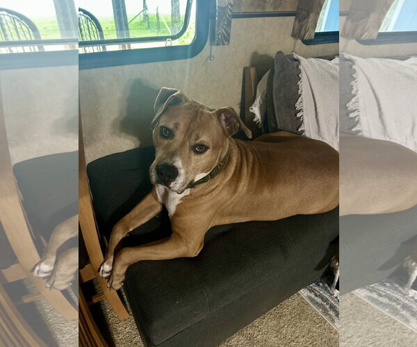 Medium Photo #5 American Pit Bull Terrier-Unknown Mix Puppy For Sale in Hillsboro, MO, USA
