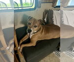 Small #4 American Pit Bull Terrier Mix
