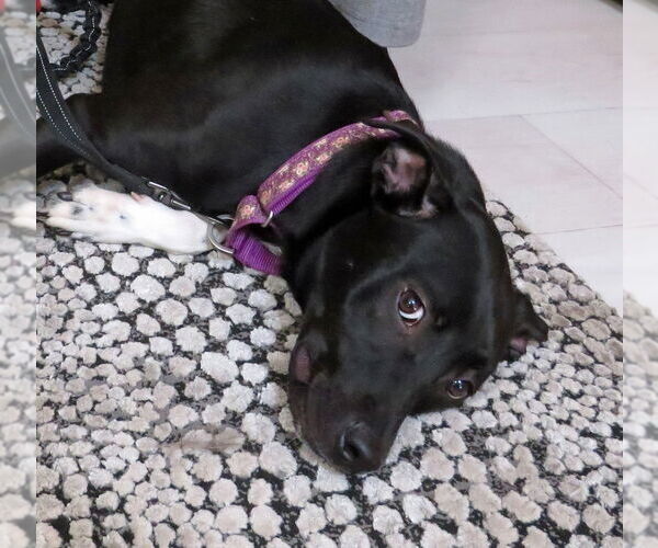 Medium Photo #1  Puppy For Sale in , 