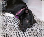 Small Borador