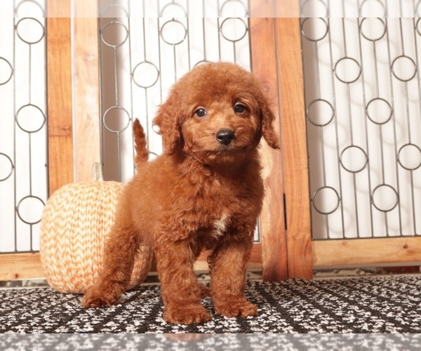 Medium Photo #1 Goldendoodle (Miniature) Puppy For Sale in NAPLES, FL, USA