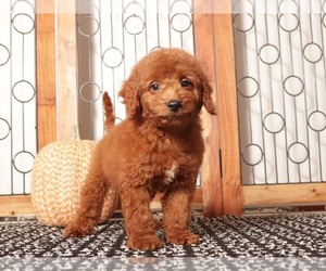 Goldendoodle (Miniature) Puppy for Sale in NAPLES, Florida USA