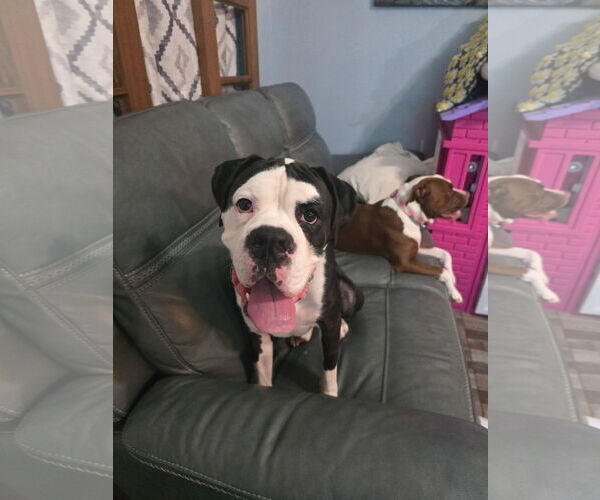 Medium Photo #2 Boxer Puppy For Sale in The Woodlands, TX, USA