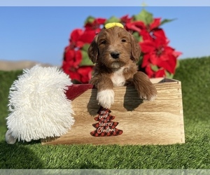 Australian Labradoodle Puppy for sale in PORTERVILLE, CA, USA