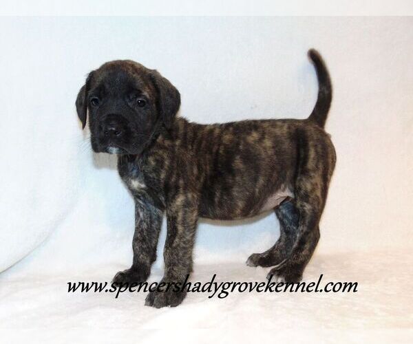 Medium Photo #9 Mastiff Puppy For Sale in CABOOL, MO, USA