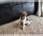 Small Photo #3 German Shorthaired Pointer Puppy For Sale in FRESNO, CA, USA