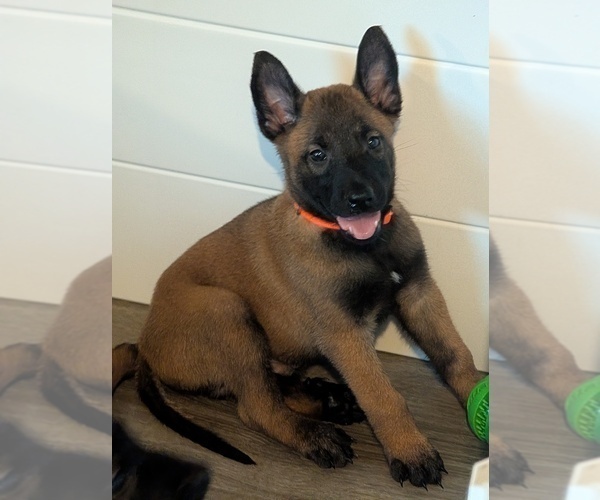 Medium Photo #6 Belgian Malinois Puppy For Sale in OSHKOSH, WI, USA