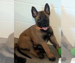 Small #5 Belgian Malinois