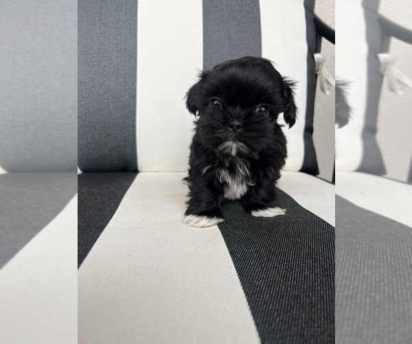 Medium Photo #1 Shih Tzu Puppy For Sale in BEAVER, UT, USA