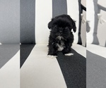 Small Photo #1 Shih Tzu Puppy For Sale in BEAVER, UT, USA