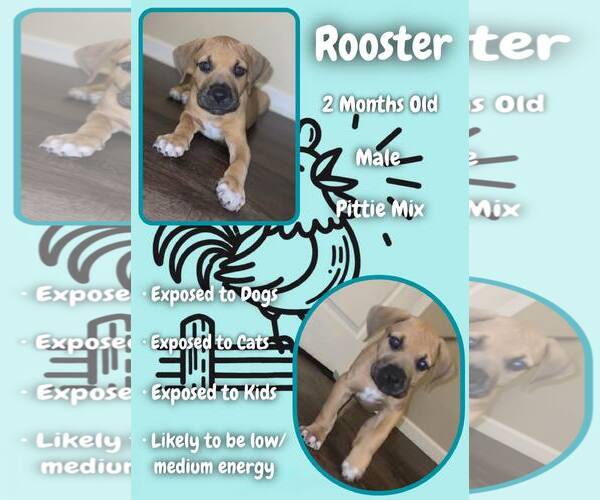 Medium Photo #4  Puppy For Sale in , 