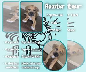 Mutt Dogs for adoption in Jacksonville, NC, USA