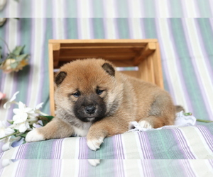 Shiba Inu Puppy for sale in SHILOH, OH, USA