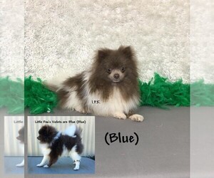 Father of the Pomeranian puppies born on 04/18/2020