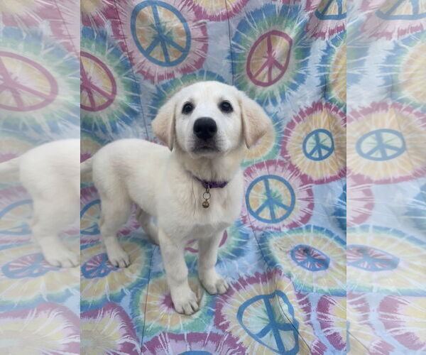 Medium Photo #1 Labrenees Puppy For Sale in New London, WI, USA