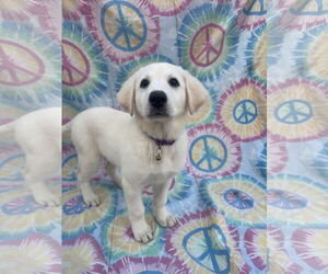 Labrenees Dogs for adoption in New London, WI, USA
