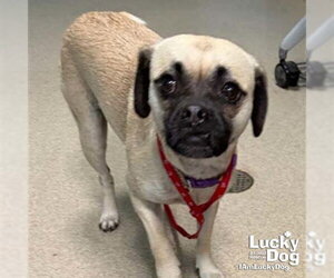 Pug-Unknown Mix Dogs for adoption in Washington, DC, USA