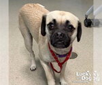 Small Pug Mix