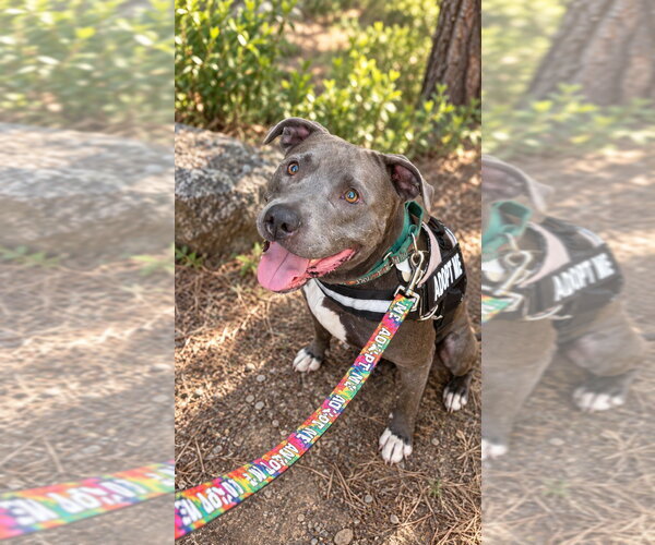 Medium Photo #46 American Staffordshire Terrier-Unknown Mix Puppy For Sale in Lake Forest, CA, USA