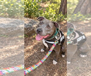 Bunny - Adopt Me! - Female American Staffordshire Terrier-Unknown Mix Dog for Adoption - Photo #46
