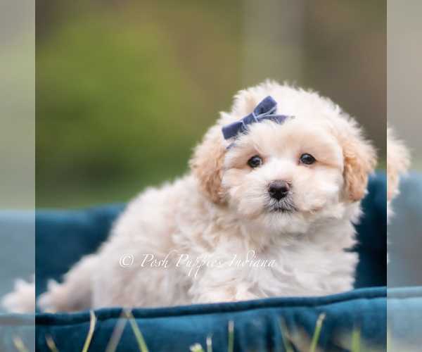 Medium Photo #4 Maltipoo (Miniature) Puppy For Sale in WARSAW, IN, USA