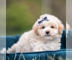 Small #3 Maltipoo (Miniature)