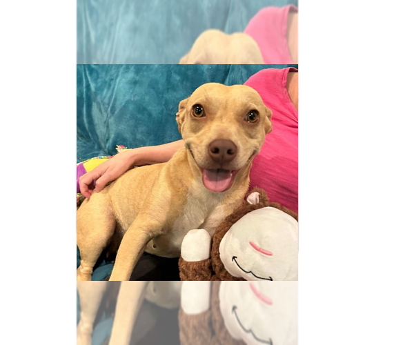 Medium Photo #2 Basset Hound-Unknown Mix Puppy For Sale in New York, NY, USA