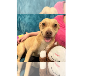 Ash (AL) - Female Basset Hound-Unknown Mix Dog for Adoption - Photo #2
