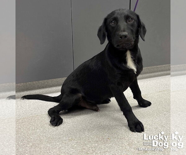 Medium Photo #1 Labrador Retriever-Unknown Mix Puppy For Sale in Washington, DC, USA
