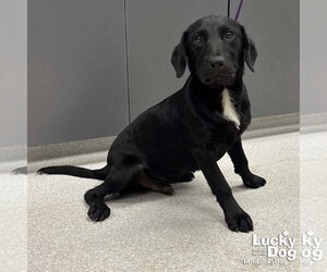 Labrador Retriever-Unknown Mix Dogs for adoption in Washington, DC, USA