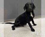 Small Labrador Retriever Mix