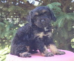 Small #1 Cavapoo